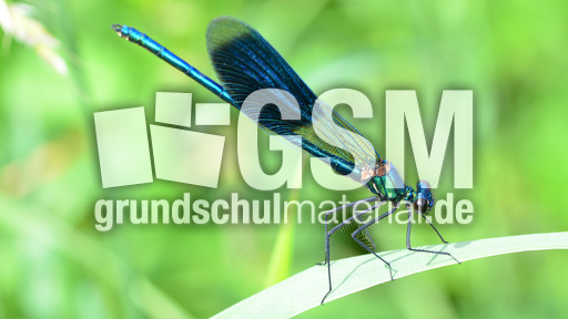 Gebänderte Prachtlibelle - Männchen (9).jpg